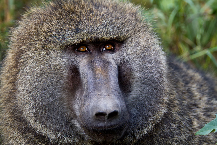 Baboon   Maasai Mara   Kenya